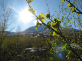 Sun 2