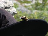 Bumblebee 1