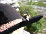 Bumblebee 2