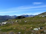 Fjelds 5
