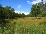 Meadow 1