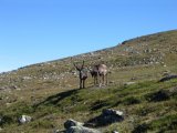 Reindeer 10