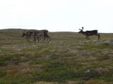 Reindeer 6