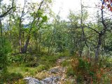 Trail 4
