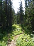 Trail 5