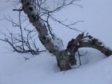 Hare 2