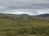 Fjelds 5