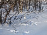 Ptarmigan 1