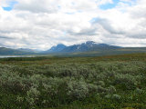 Swan valley 2