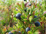 Blueberries 1