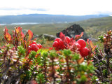 Bunchberries 1