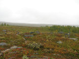 Fog 3