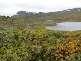 Osier 1