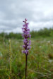 Flower 3
