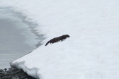 Mink 2