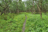 Trail 15