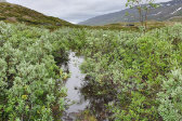 Trail 6