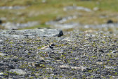 Bird 1