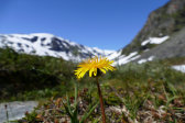 Flower 1
