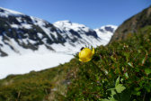 Flower 6