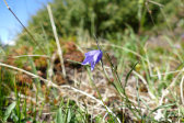 Flower 7
