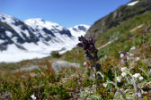 Flowers 7