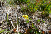Flowers 11