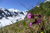 Flowers 12