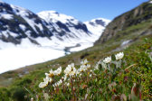 Flowers 14