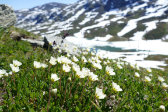 Flowers 15