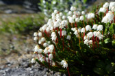 Flowers 2