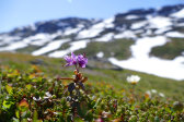 Flowers 2