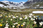 Flowers 1