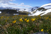 Flowers 3