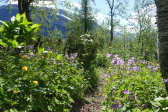 Flowers 4