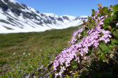 Flowers 3