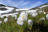 Flowers 2
