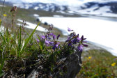 Flowers 5