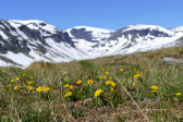 Flowers 1