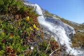 Flowers 9