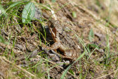Frog 1