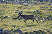 Reindeer 2