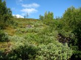 Fjelds 1
