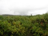 Osier 1