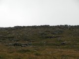 Reindeer fence 1