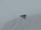 Bird 1