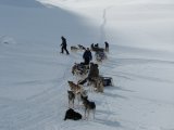 Dogsleds 1
