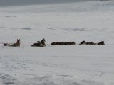 Dogsleds 3