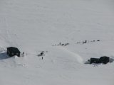 Dogsleds 4