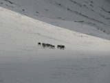 Reindeer 4